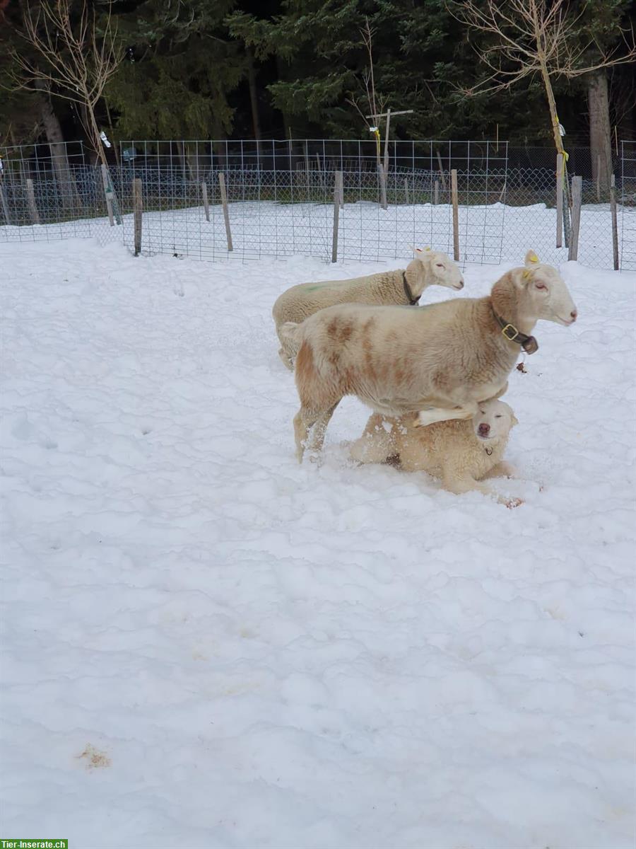 Bild 7: Maremmano Welpen, Maremmen-Abruzzen Schäferhund