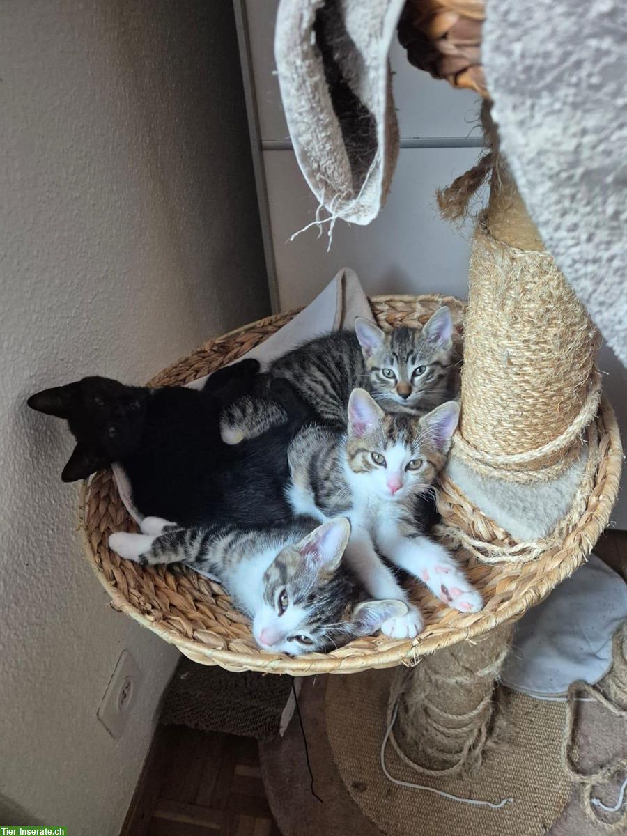 Junge Kätzchen: schwarz, weiss-getigert, braun-getigert