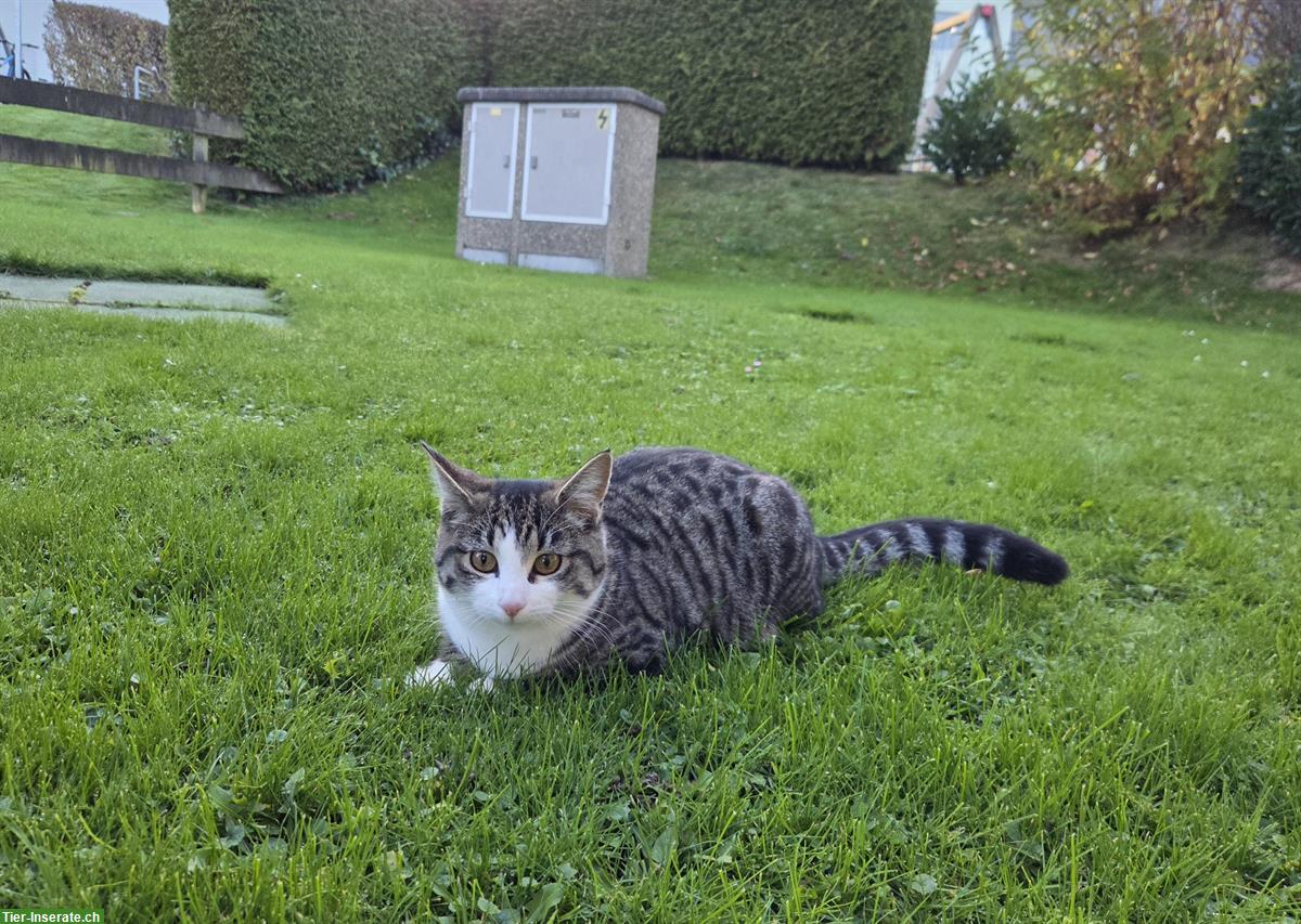 Bild 2: Junge Kätzchen: schwarz, weiss-getigert, braun-getigert