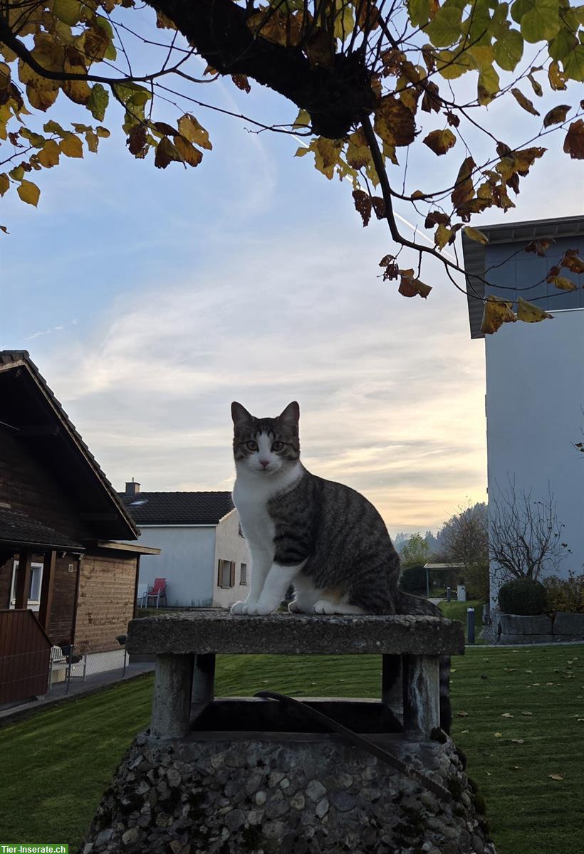 Bild 3: Junge Kätzchen: schwarz, weiss-getigert, braun-getigert