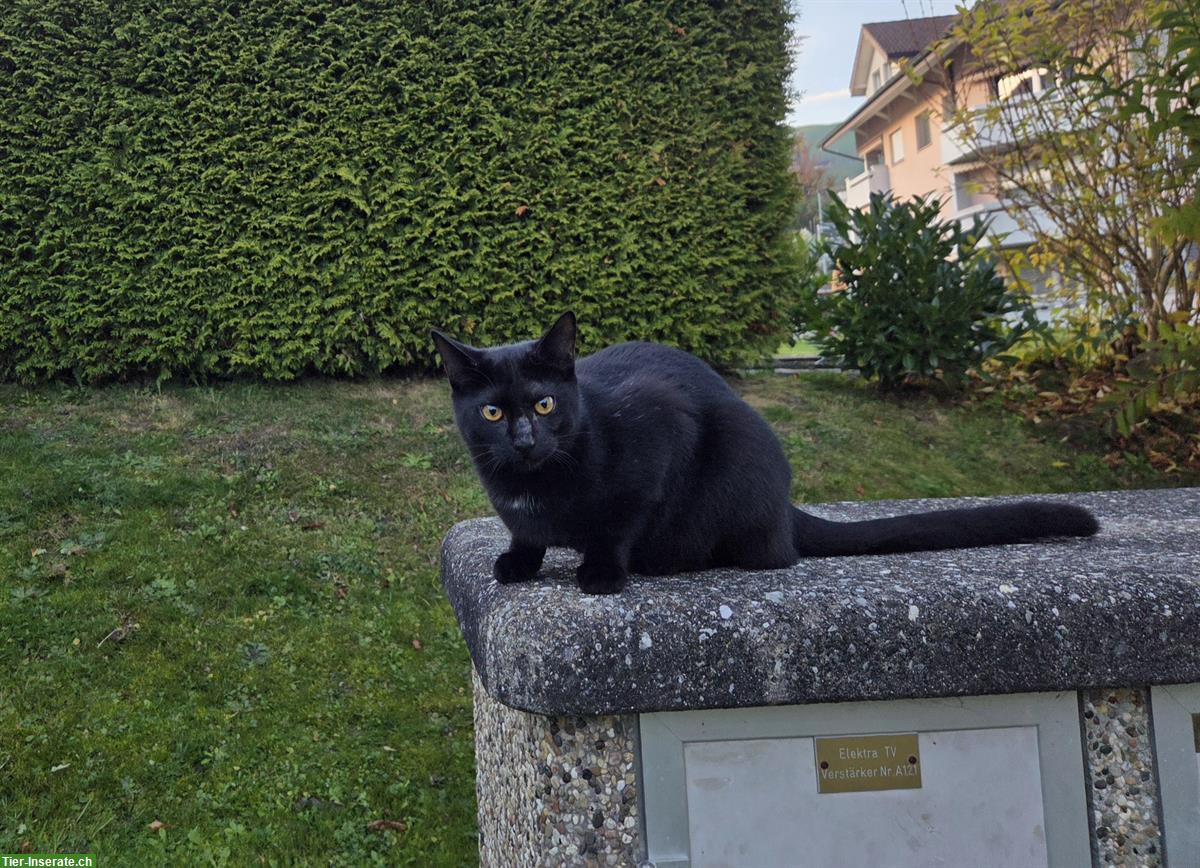 Bild 4: Junge Kätzchen: schwarz, weiss-getigert, braun-getigert