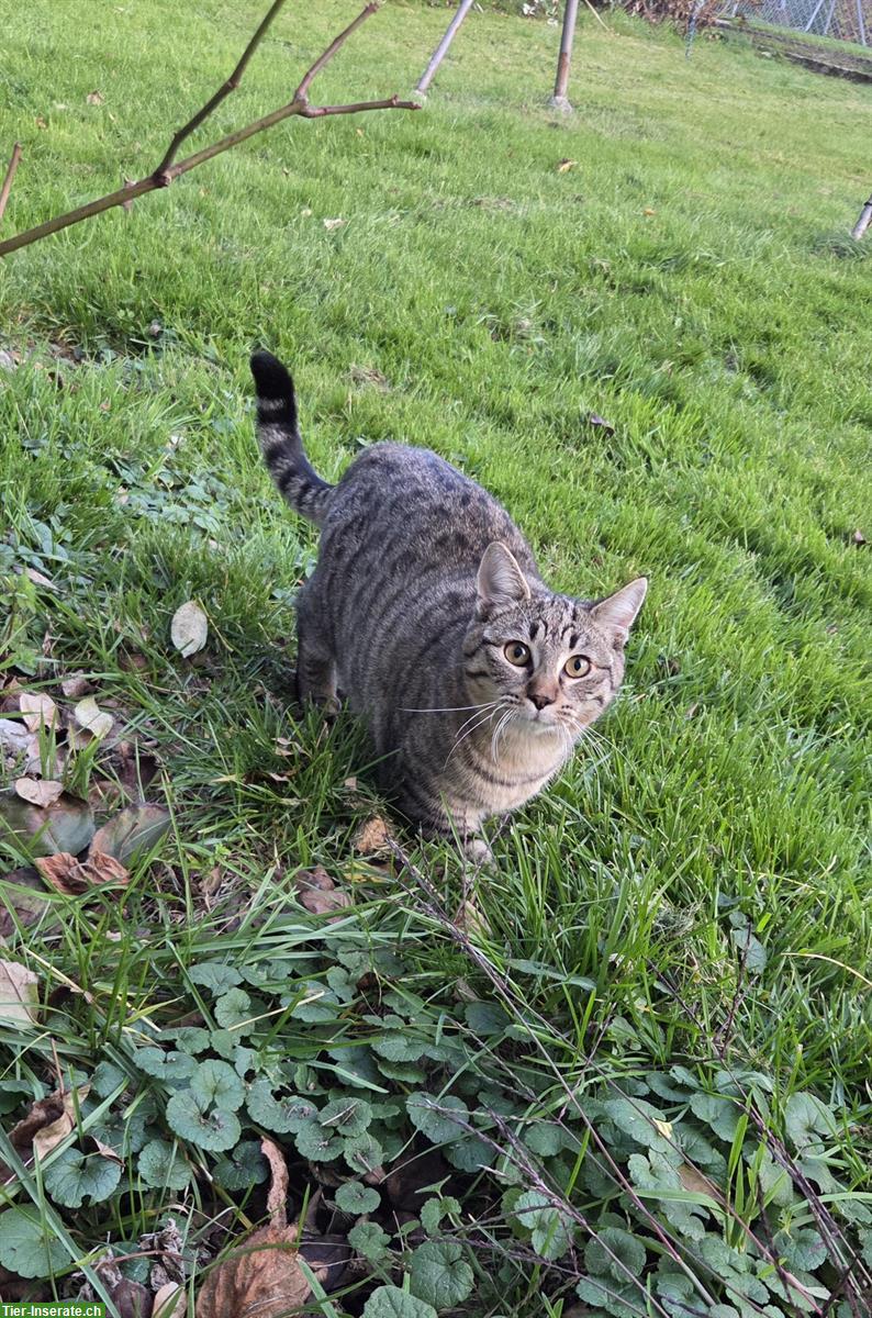 Bild 5: Junge Kätzchen: schwarz, weiss-getigert, braun-getigert