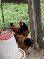 GRATIS: Junger Vorwerkhahn