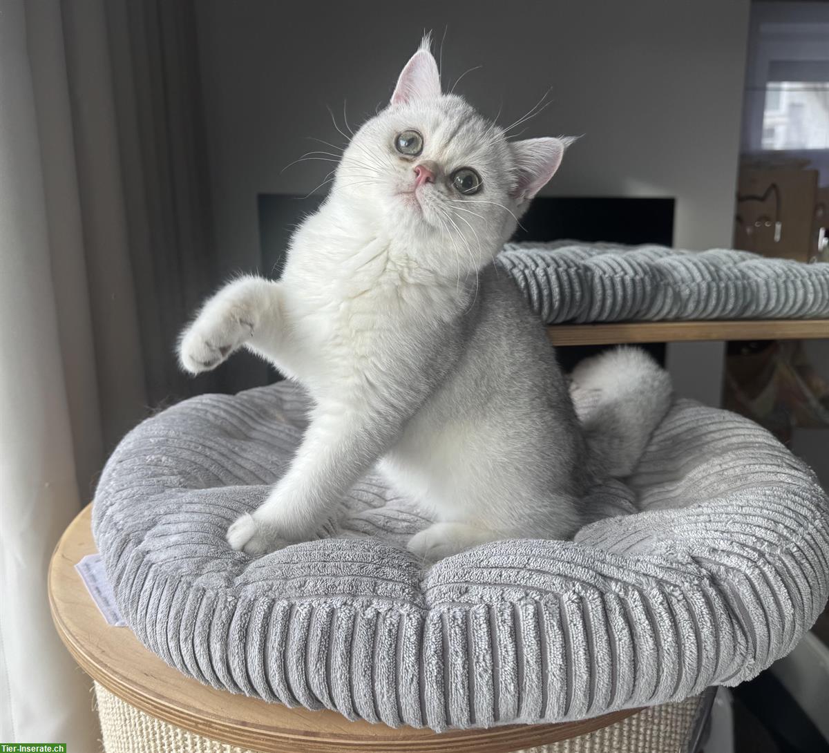 BKH Kater mit Stammbaum sucht neue Familie