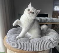 BKH Kater mit Stammbaum sucht neue Familie