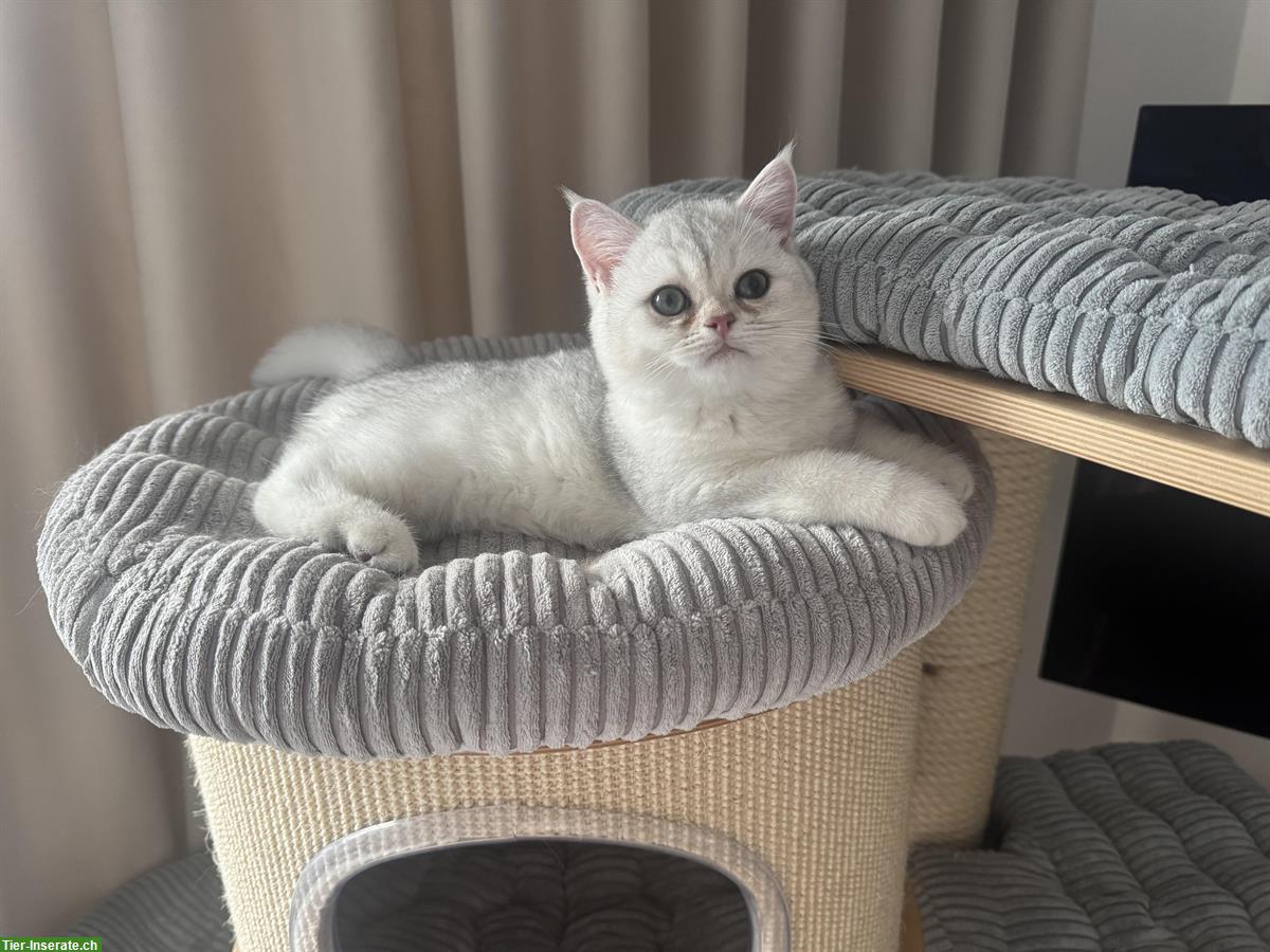 Bild 2: BKH Kater mit Stammbaum sucht neue Familie