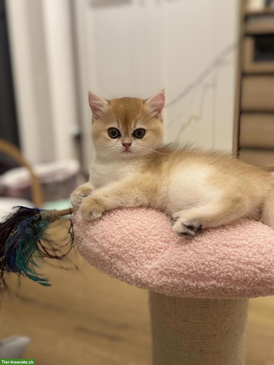 Bild 3: BKH Kater mit Stammbaum sucht neue Familie