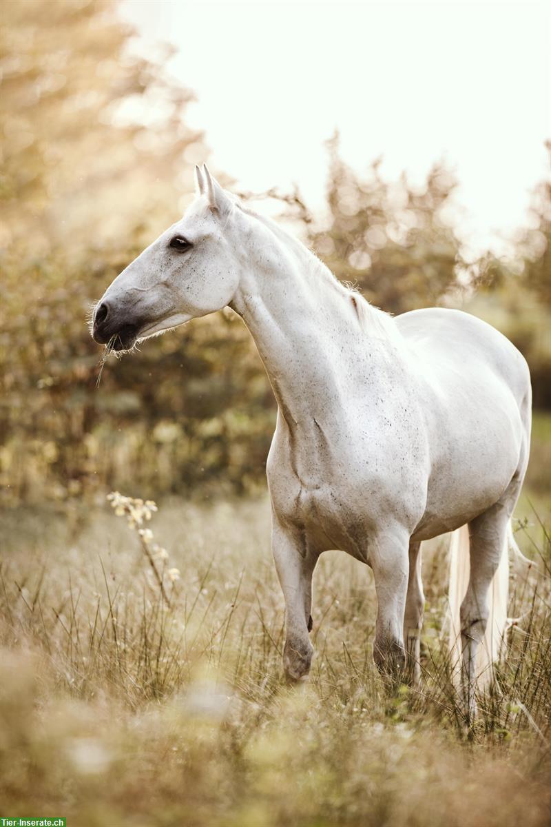 Irish Sport Horse Wallach 19-jährig, Lebensplatz als Beistellpferd