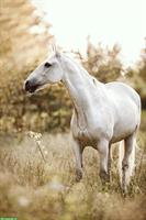 Irish Sport Horse Wallach 19-jährig, Lebensplatz als Beistellpferd