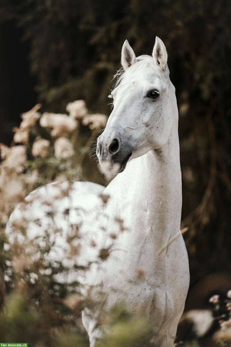 Bild 2: Irish Sport Horse Wallach 19-jährig, Lebensplatz als Beistellpferd