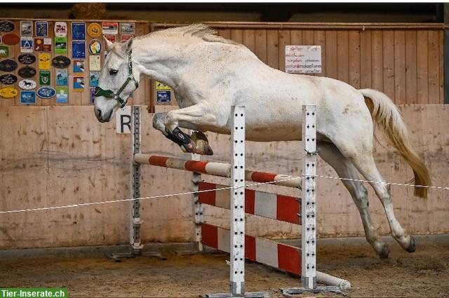 Bild 3: Irish Sport Horse Wallach 19-jährig, Lebensplatz als Beistellpferd