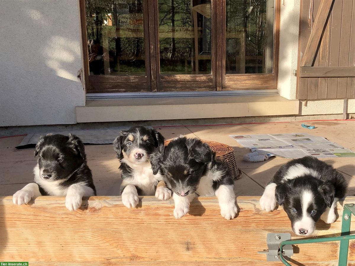 Junge Border-Collie Welpen zu verkaufen