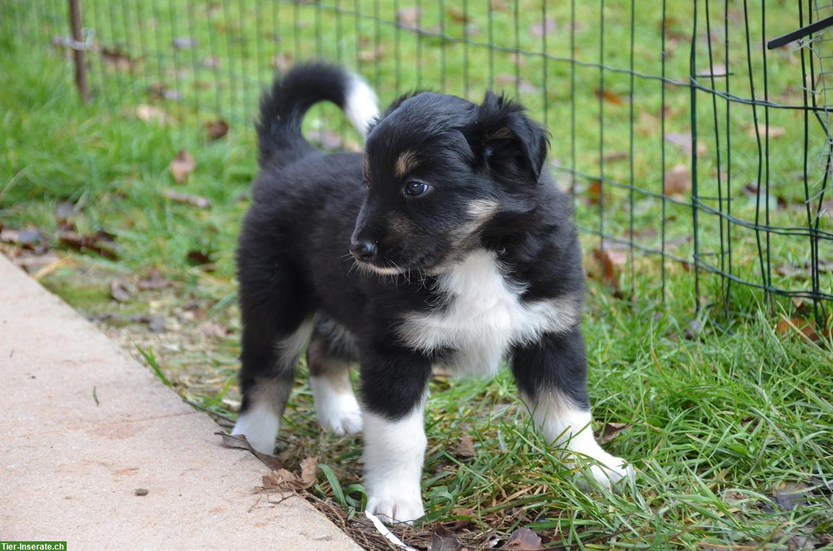 Bild 2: Junge Border-Collie Welpen zu verkaufen