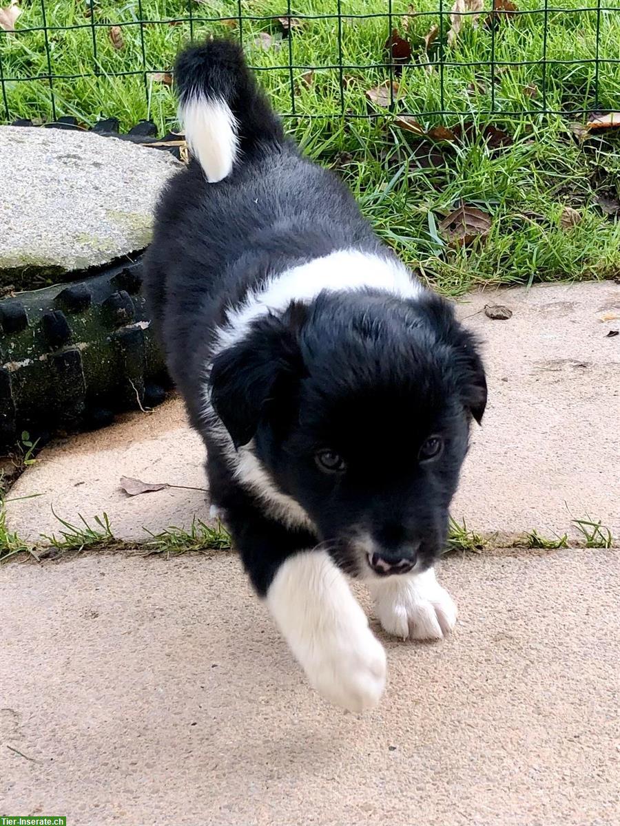 Bild 3: Junge Border-Collie Welpen zu verkaufen
