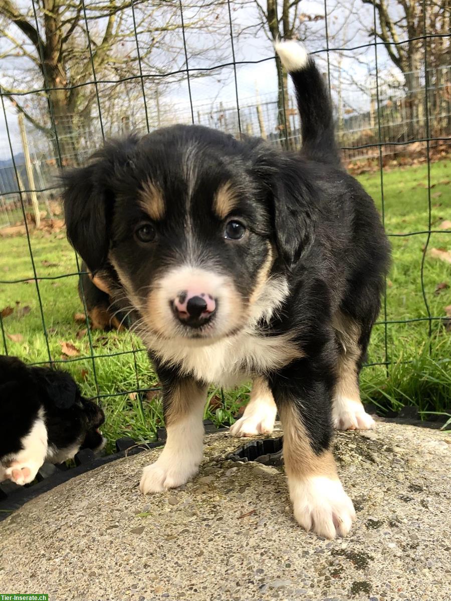 Bild 5: Junge Border-Collie Welpen zu verkaufen