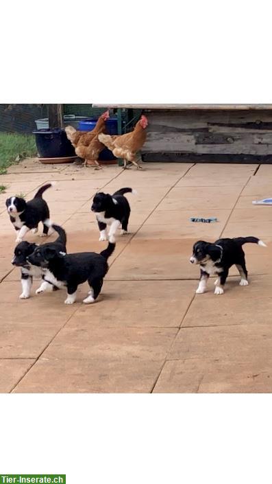 Bild 7: Junge Border-Collie Welpen zu verkaufen