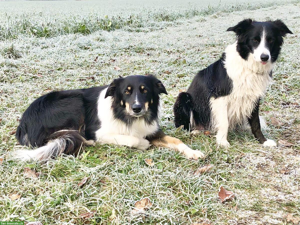 Bild 8: Junge Border-Collie Welpen zu verkaufen