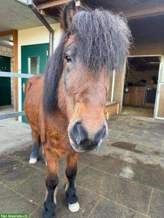 Islandpferd Wallach (2019), Eierlegende-Wollmilchsau