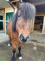 Islandpferd Wallach (2019), Eierlegende-Wollmilchsau