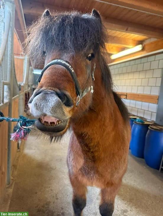 Bild 2: Islandpferd Wallach (2019), Eierlegende-Wollmilchsau