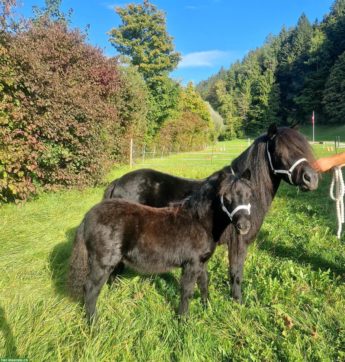 Shetlandponys aus Zucht zu verkaufen