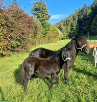 Shetlandponys aus Zucht zu verkaufen