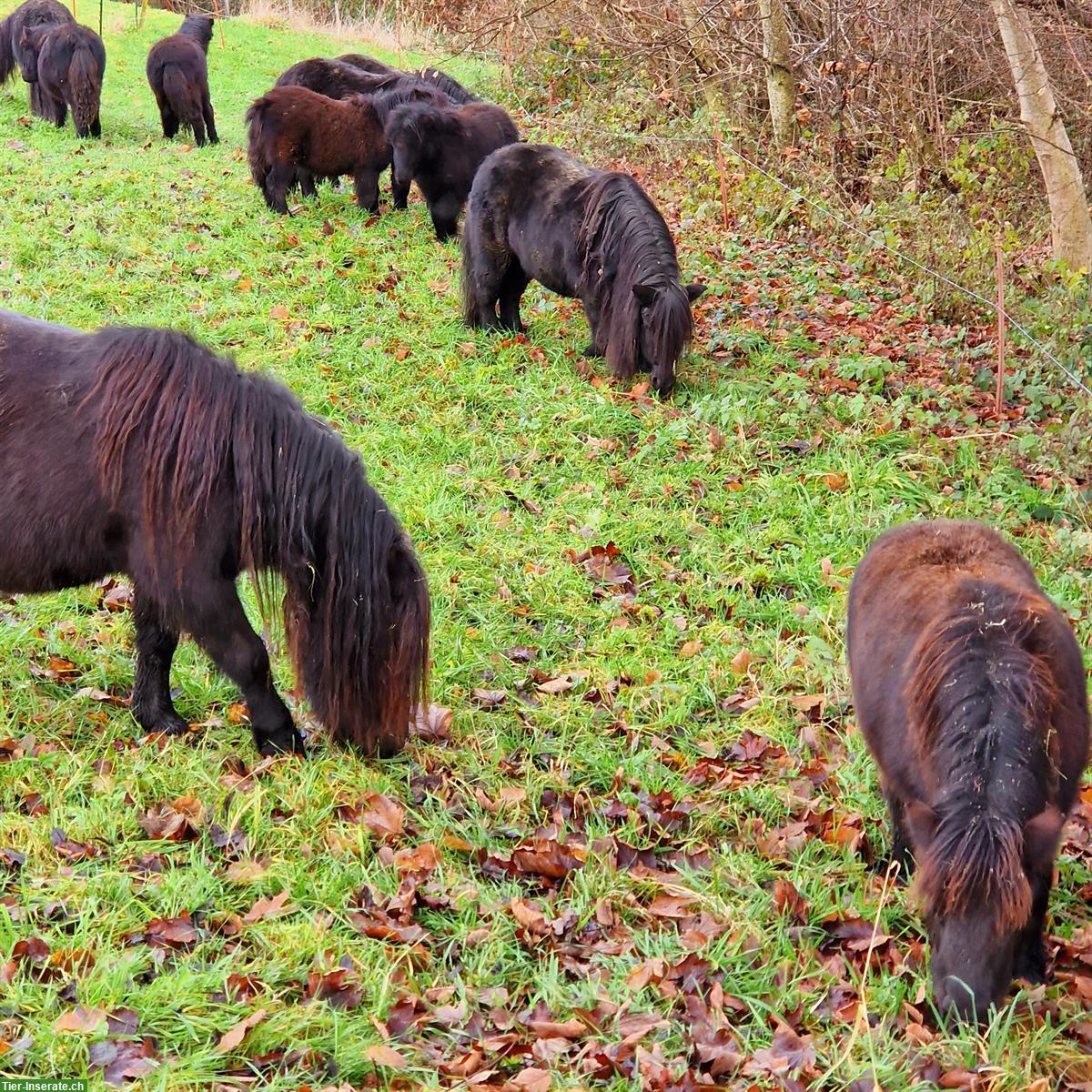 Bild 2: Shetlandponys aus Zucht zu verkaufen