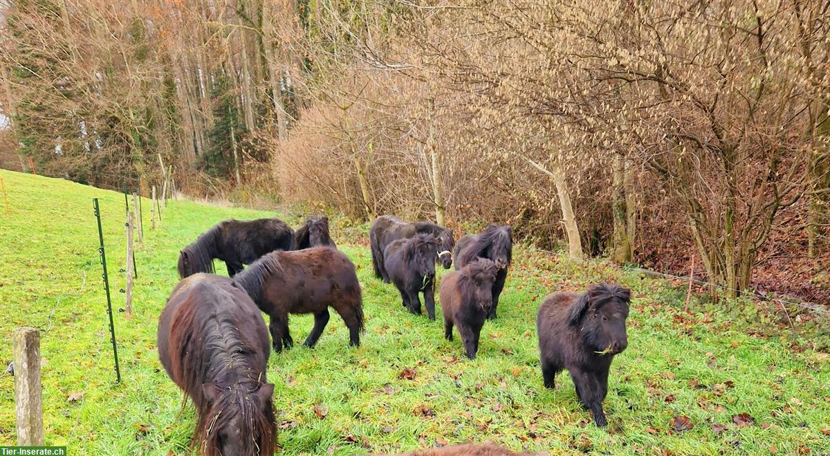 Bild 3: Shetlandponys aus Zucht zu verkaufen