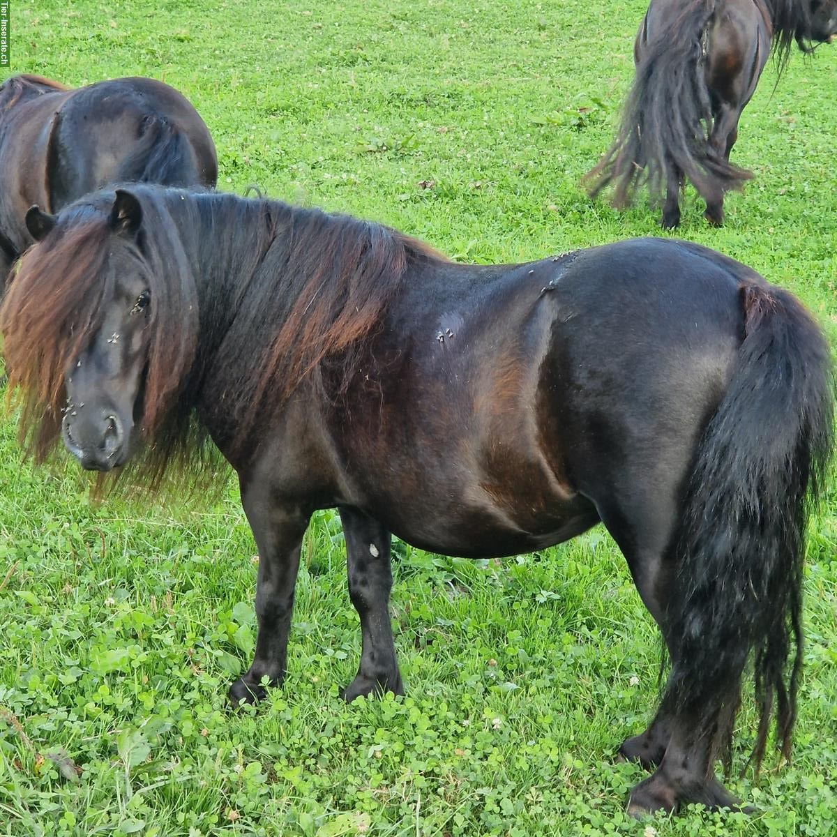 Bild 4: Shetlandponys aus Zucht zu verkaufen