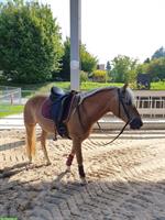Edelbluthaflinger Stute sucht Lebensplatz, treu und liebevoll