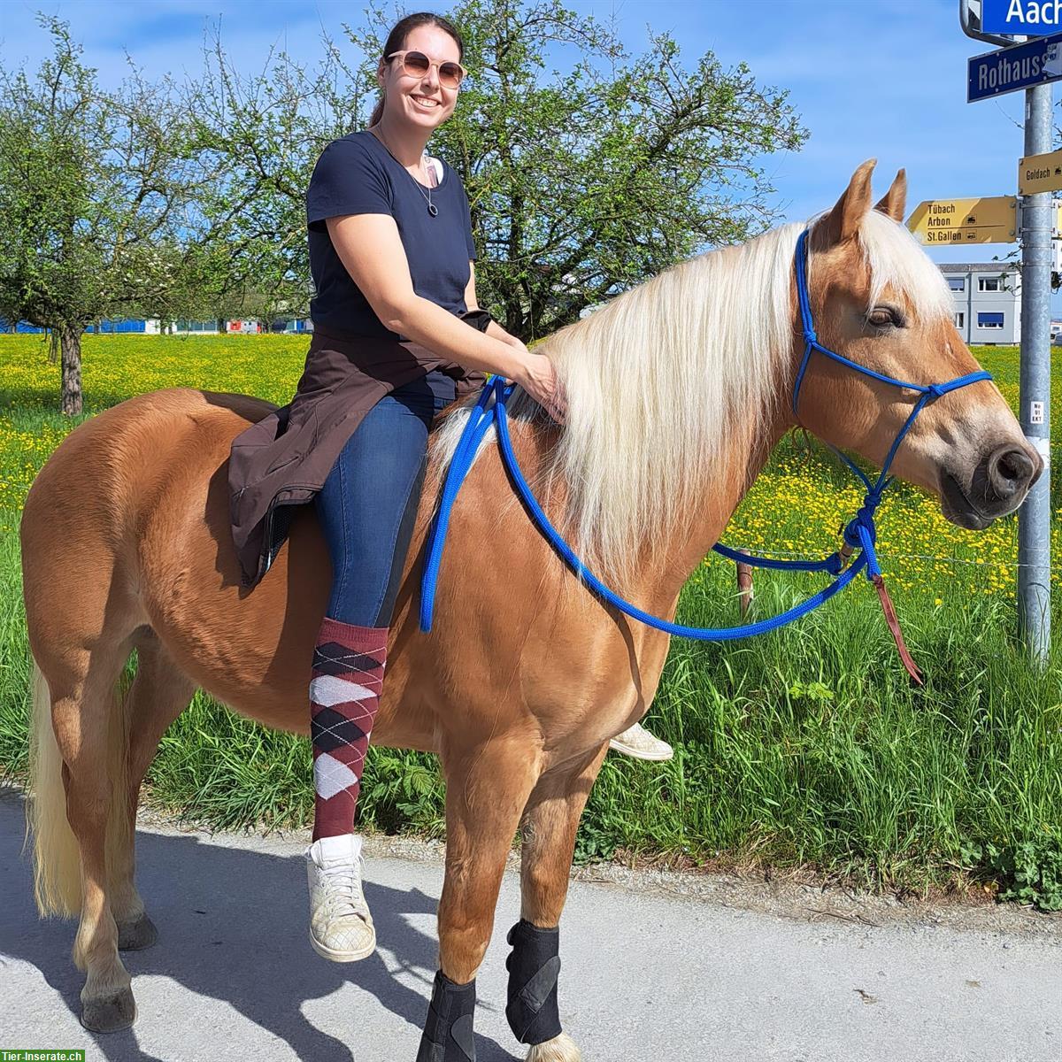 Bild 2: Edelbluthaflinger Stute sucht Lebensplatz, treu und liebevoll