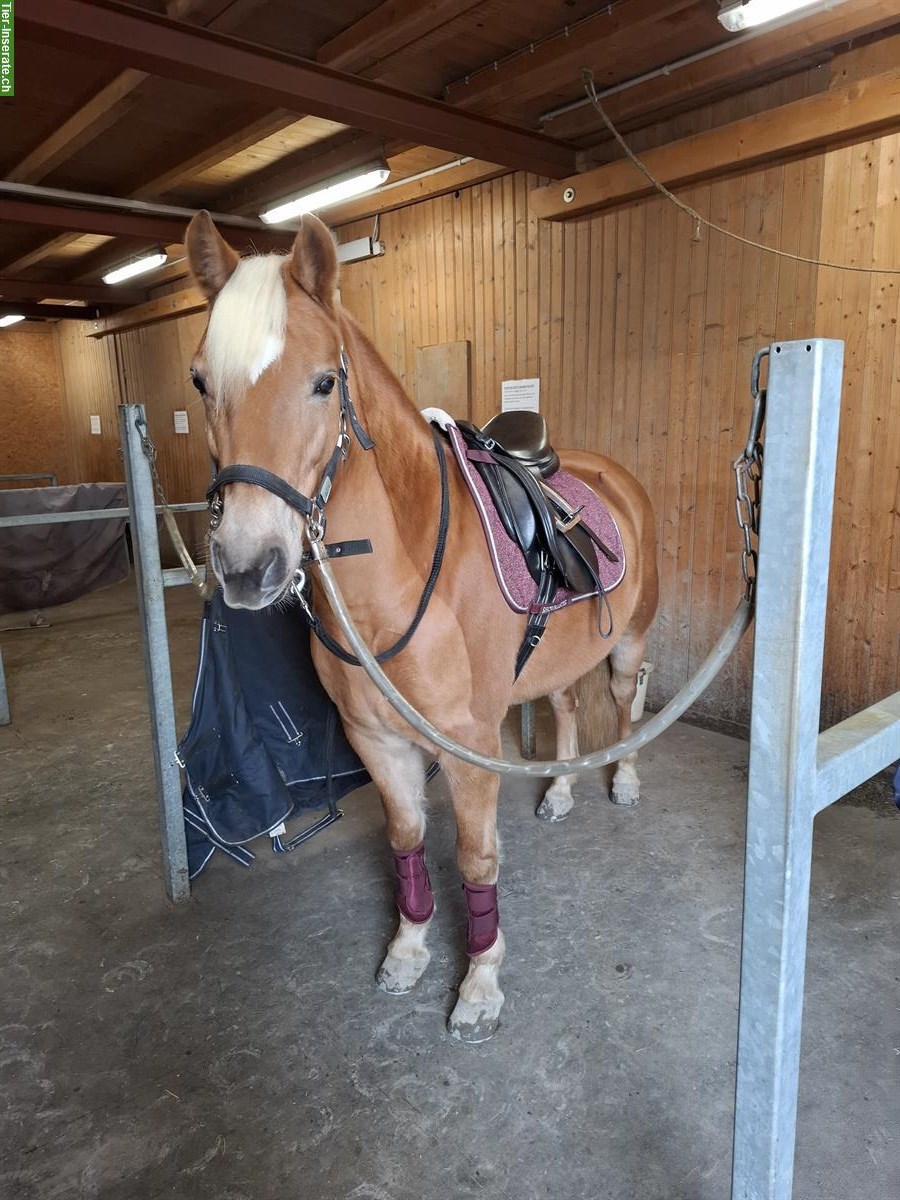 Bild 3: Edelbluthaflinger Stute sucht Lebensplatz, treu und liebevoll