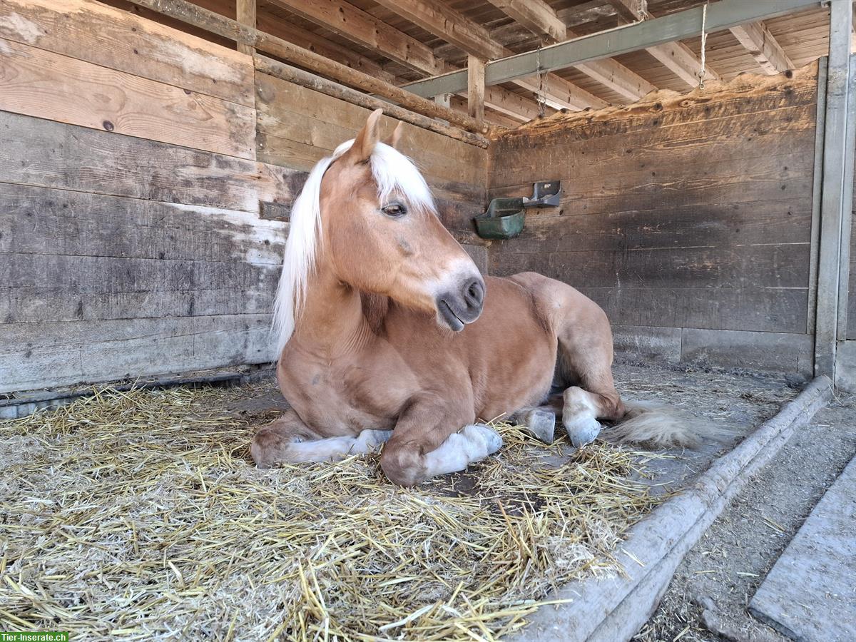 Bild 4: Edelbluthaflinger Stute sucht Lebensplatz, treu und liebevoll