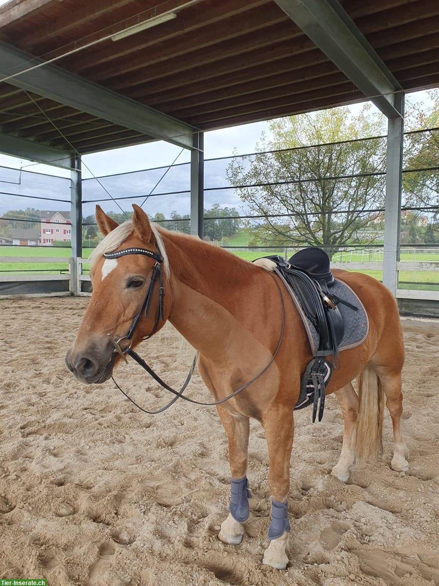 Bild 5: Edelbluthaflinger Stute sucht Lebensplatz, treu und liebevoll