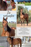 Schöne Falbstute Cruzado (2020), kinderfreundlich