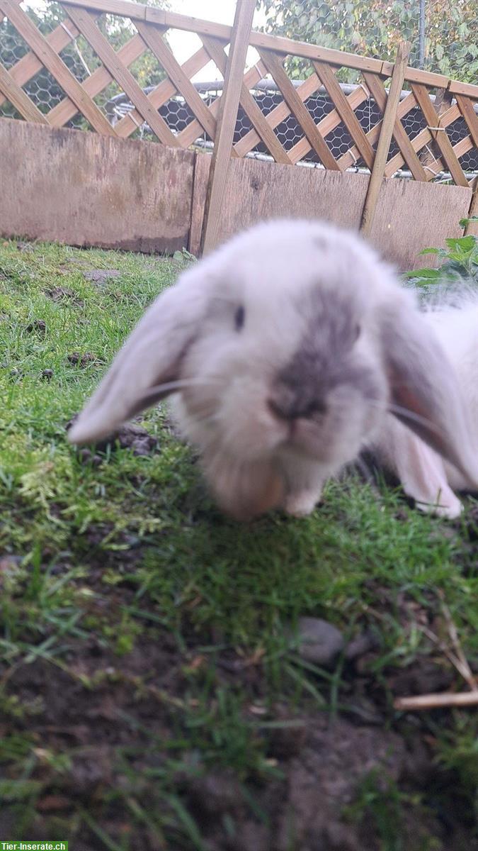 Süsse Zwergwidder Weibchen suchen ein liebes Zuhause