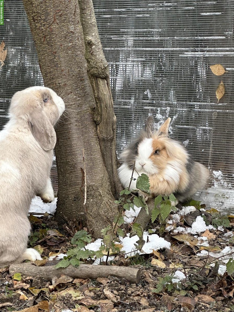 Bild 2: Süsse Zwergwidder Weibchen suchen ein liebes Zuhause