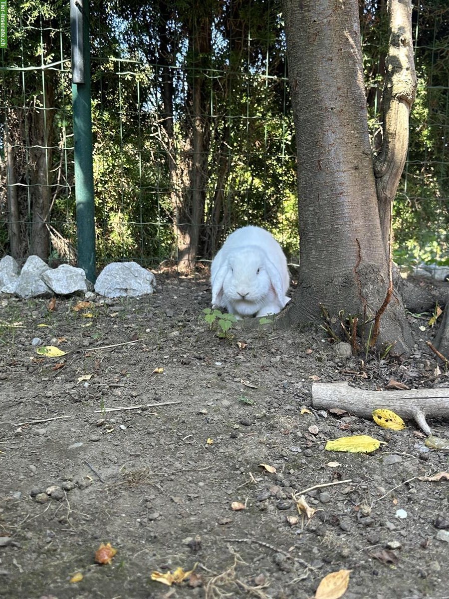 Bild 3: Süsse Zwergwidder Weibchen suchen ein liebes Zuhause