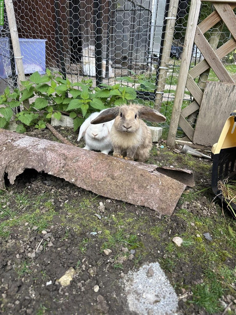 Bild 4: Süsse Zwergwidder Weibchen suchen ein liebes Zuhause