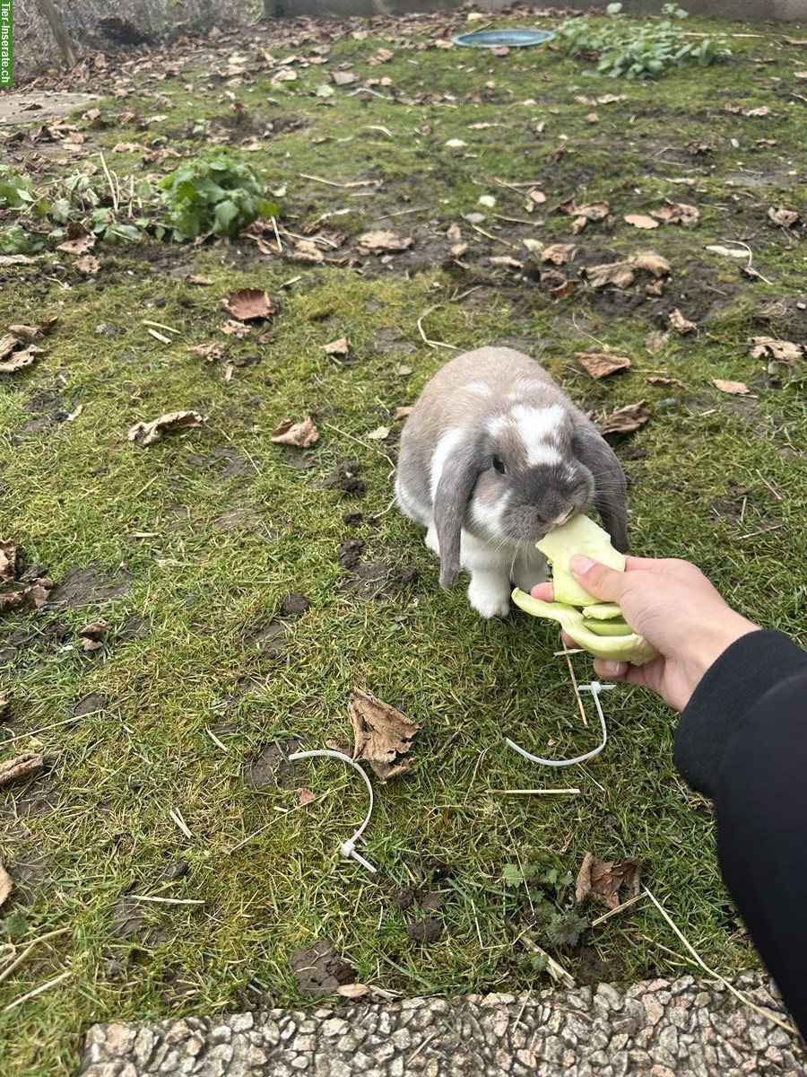 Bild 5: Süsse Zwergwidder Weibchen suchen ein liebes Zuhause