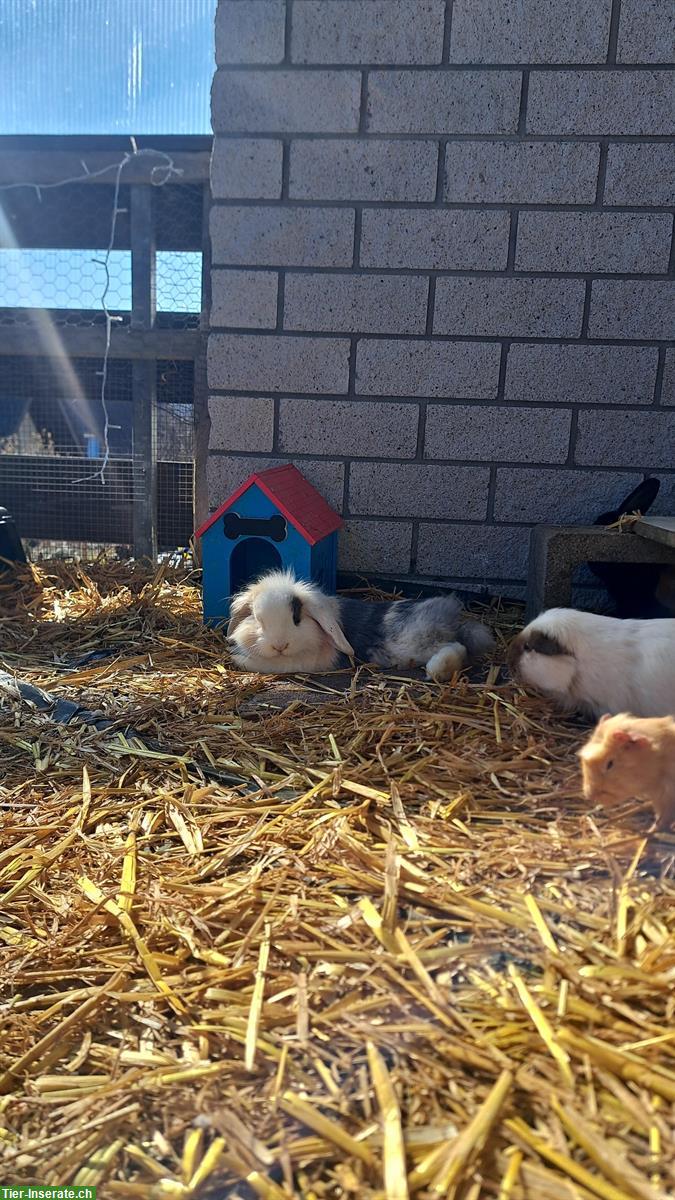 Bild 6: Süsse Zwergwidder Weibchen suchen ein liebes Zuhause