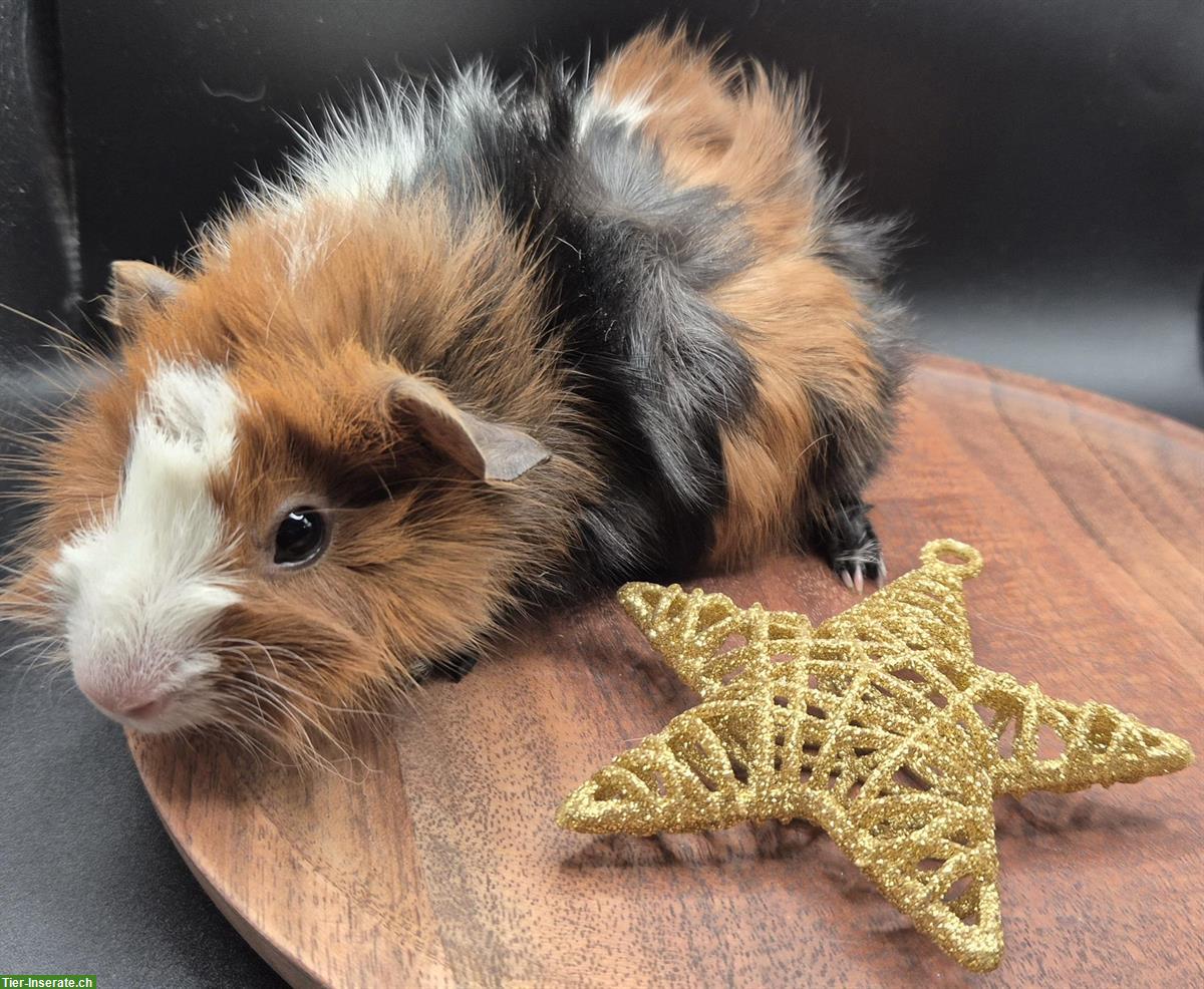 Rosetten Meerschweinchen Weibchen in schwarz/rot/weiss