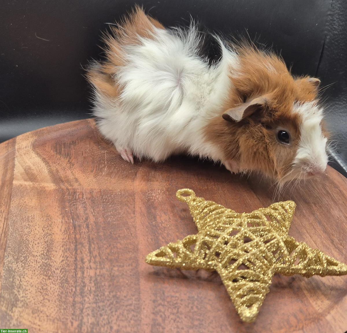 Bild 2: Rosetten Meerschweinchen Weibchen in schwarz/rot/weiss