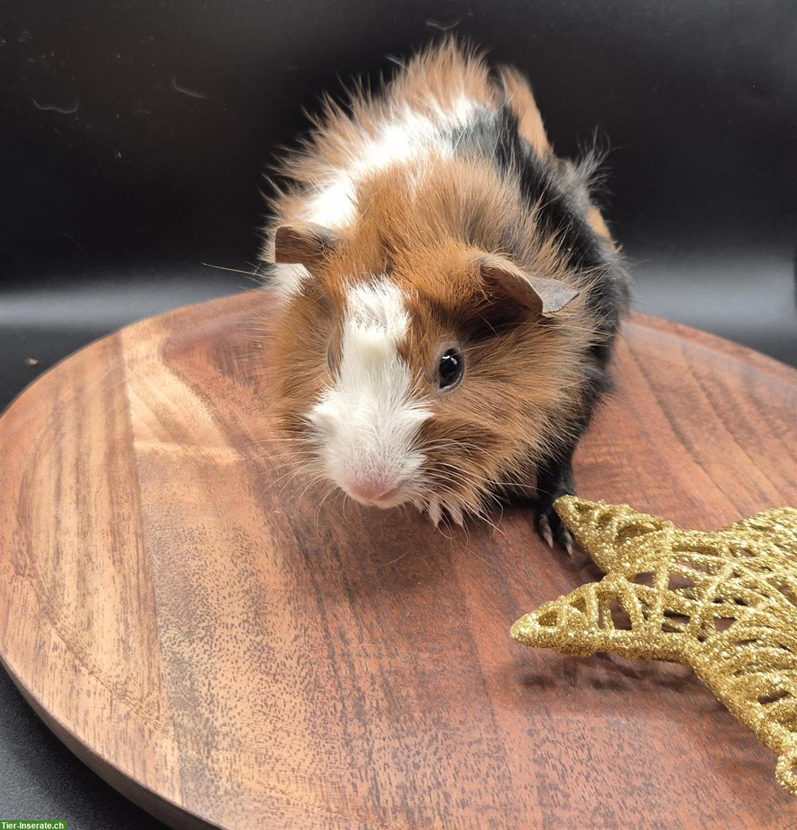 Bild 3: Rosetten Meerschweinchen Weibchen in schwarz/rot/weiss