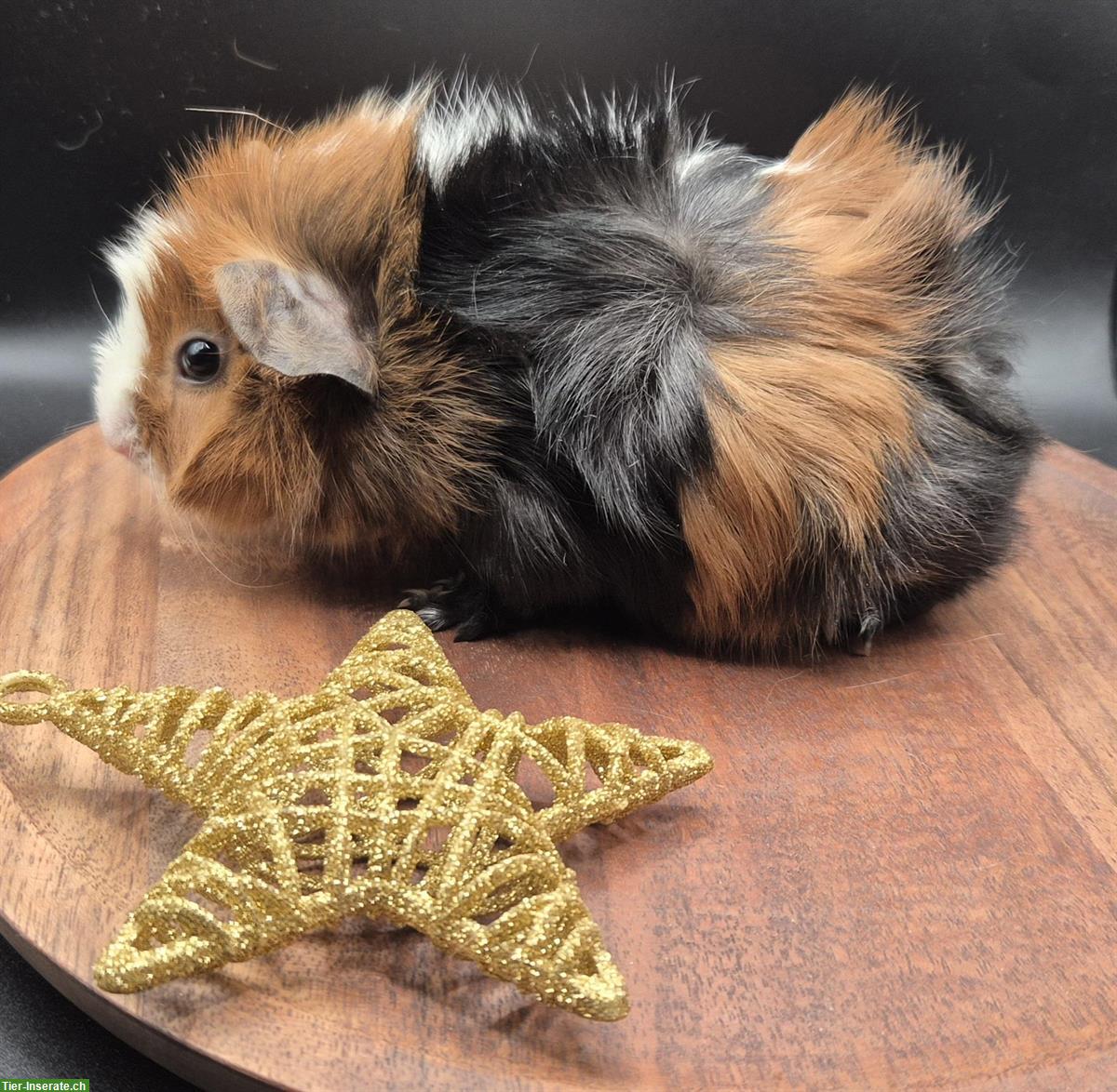 Bild 4: Rosetten Meerschweinchen Weibchen in schwarz/rot/weiss