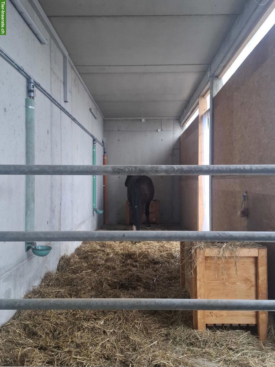 Bild 2: Pferdeboxe mit Auslauf in Oberdiessbach BE zu vermieten ab Januar 2026