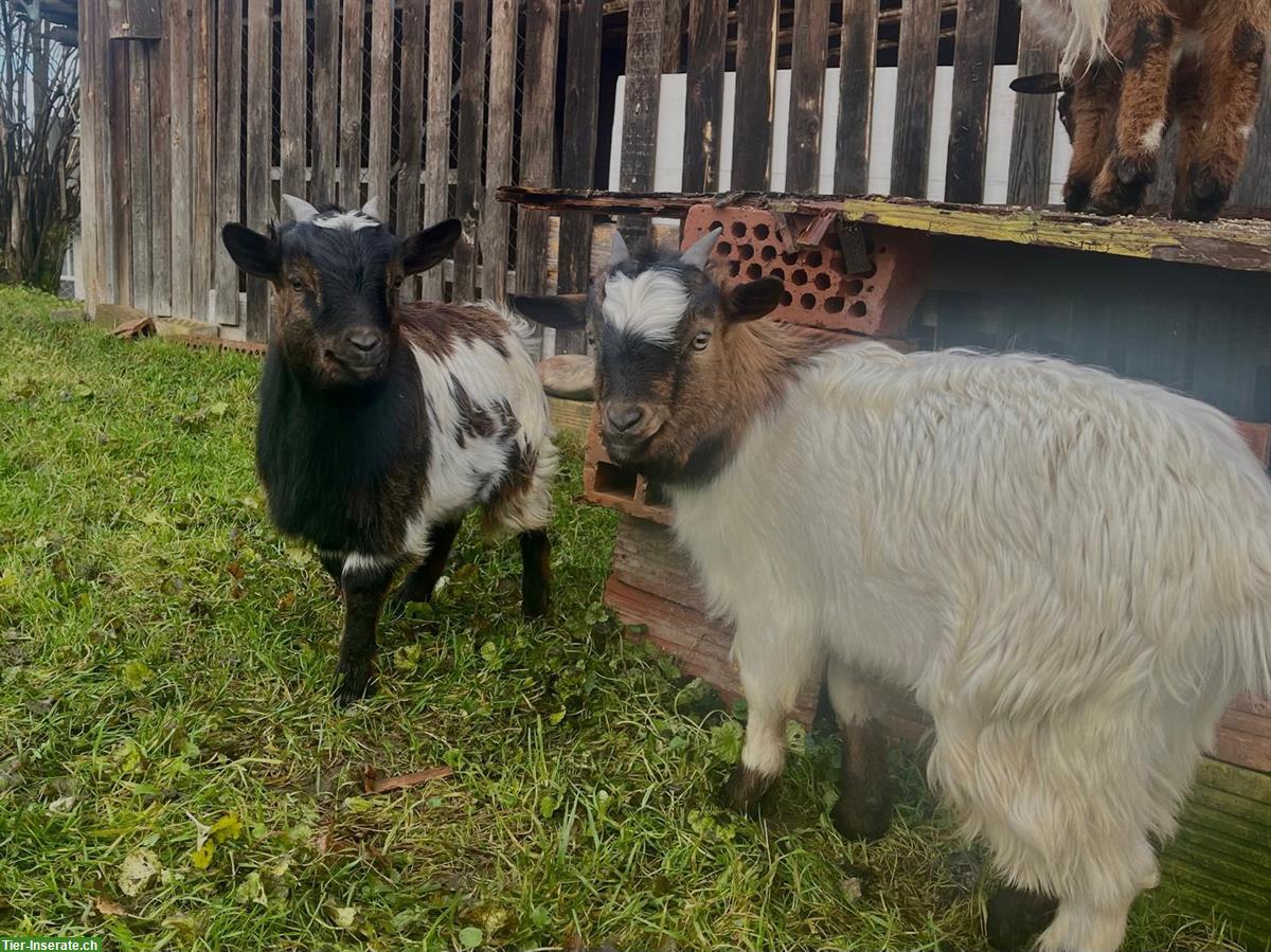 2 junge Zwergziegen, männlich, sehr zutraulich