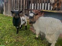 2 junge Zwergziegen, männlich, sehr zutraulich