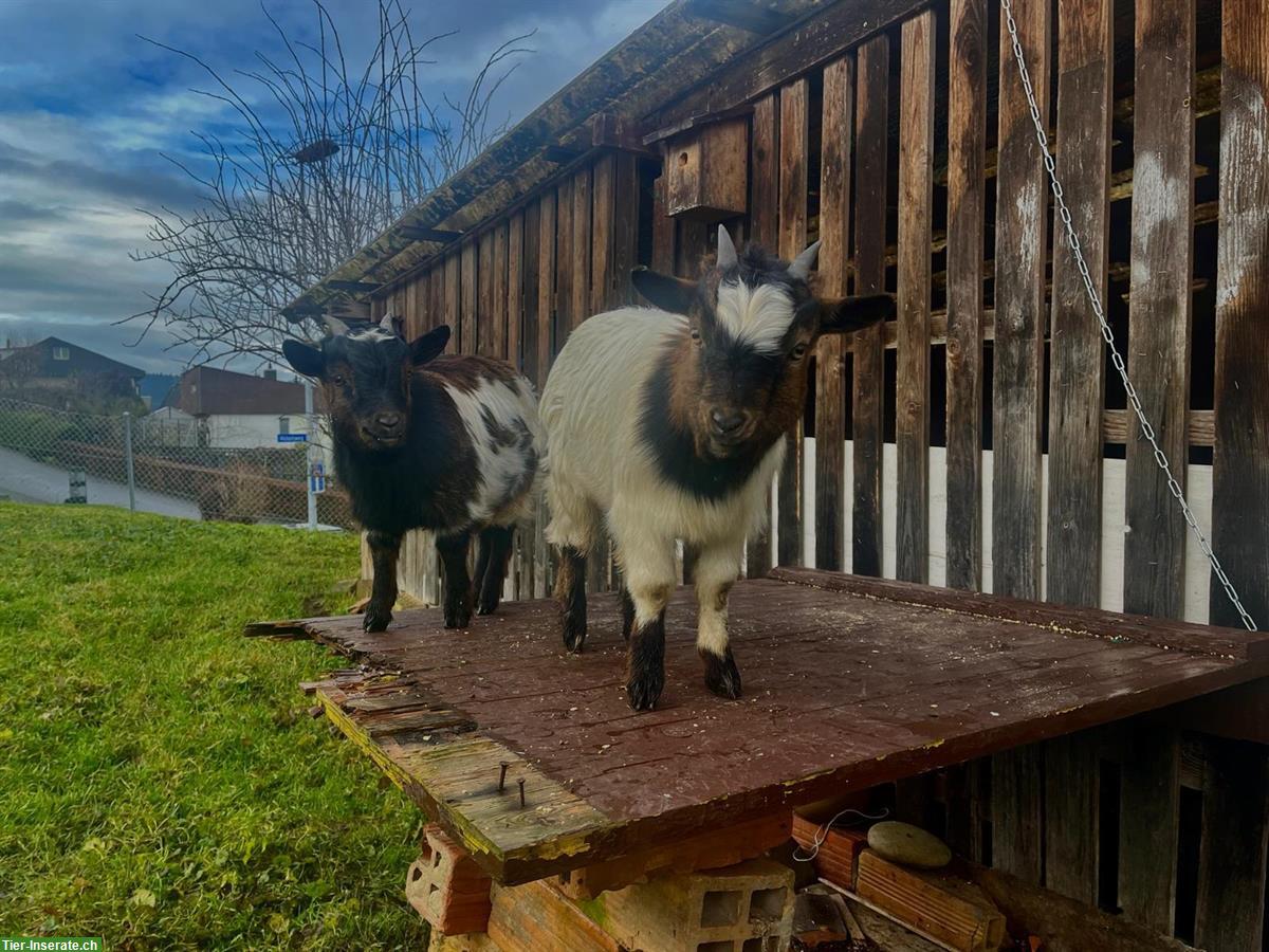 Bild 2: 2 junge Zwergziegen, männlich, sehr zutraulich