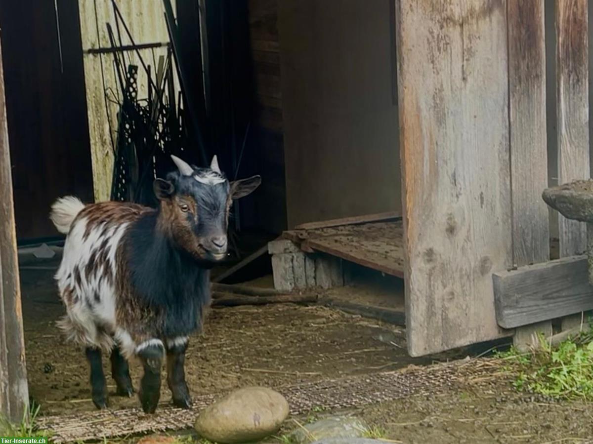 Bild 3: 2 junge Zwergziegen, männlich, sehr zutraulich